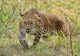 leopard